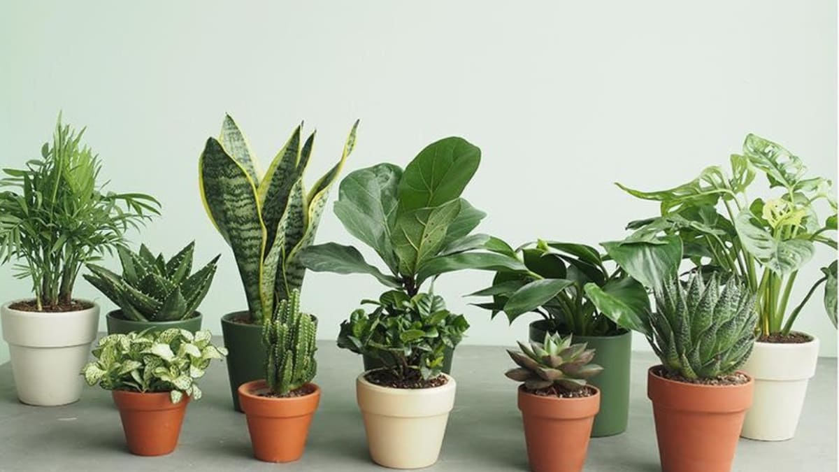 [Top 7] Các loại cây dễ trồng trong nhà thanh lọc không khí