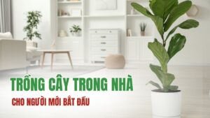 Cách trồng cây trong nhà cho người mới bắt đầu cực đơn giản
